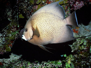 Angelfish by David Gilchrist 